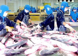 Workers process tra fish at a seafood processing company. Workers process tra fish at a seafood processing company.